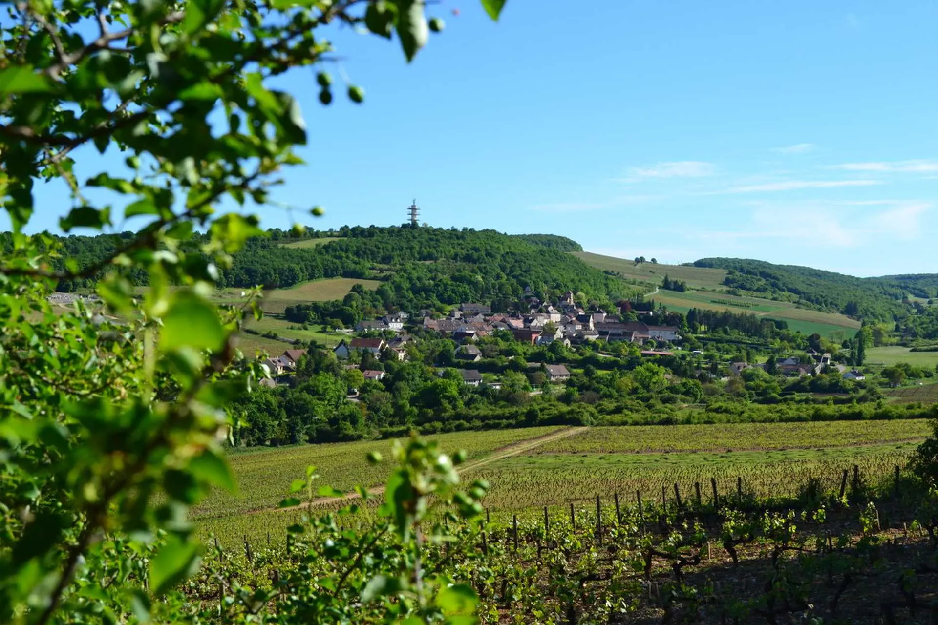 Domaine de Villaine à Bouzeron