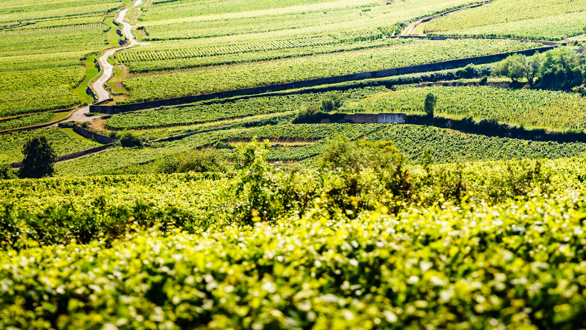 Vignobles de Bourgogne