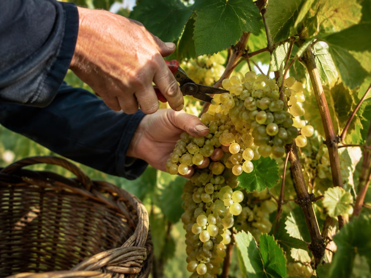 Vendanges à la main